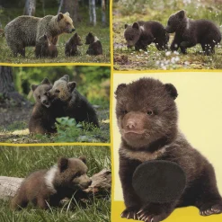 Welk dier hoor ik hier? – Babydieren Multi