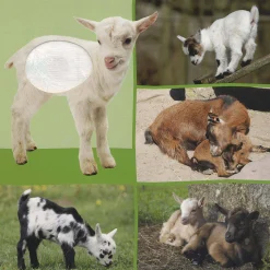 Welk dier hoor ik hier? – Babydieren Multi